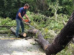 Professional Tree Removal in Revere, MA
