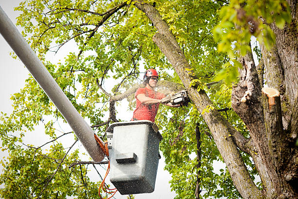 Best Tree Mulching  in Revere, MA